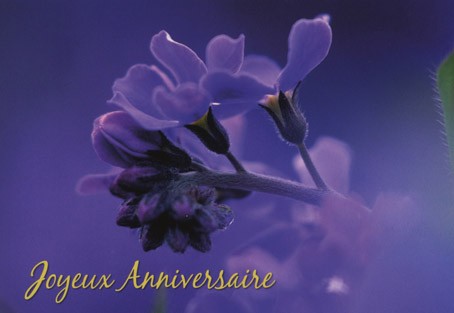 Carte double Anniversaire.  Fleurs mauves