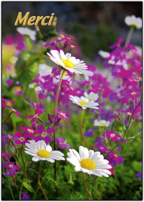 Mini Carte Champ de fleurs (Merci)