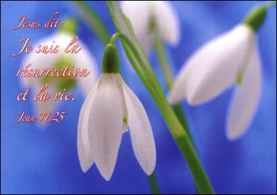 Carte Avec Verset Perce-neige