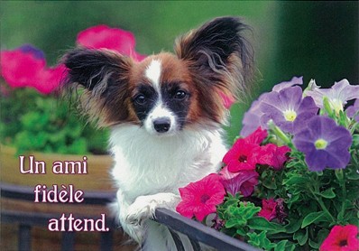 Mini Carte Chien dans fleurs
