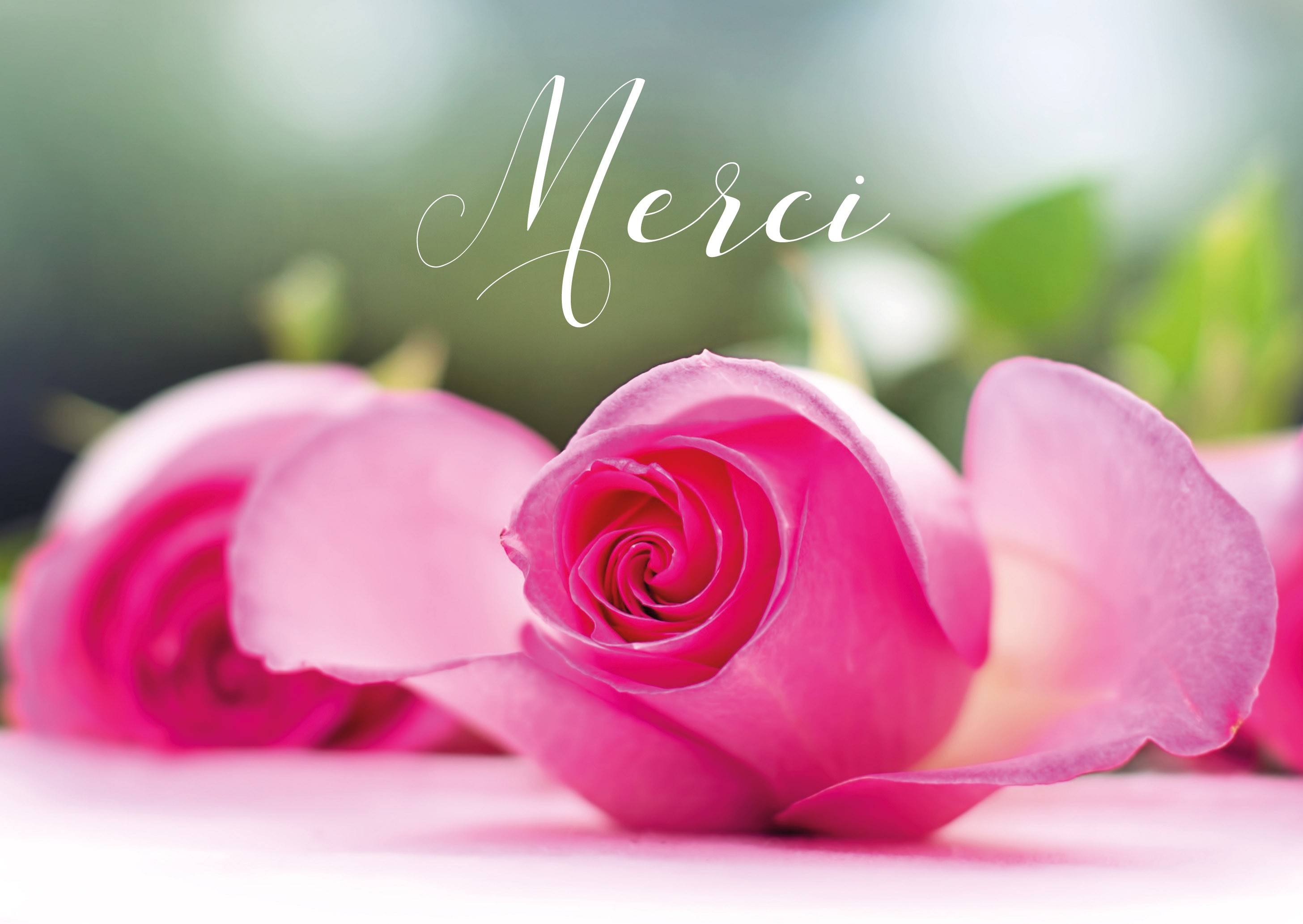 Carte avec message Bouquet de rose posé sur une table (Merci) - La boutique  de Nicodème