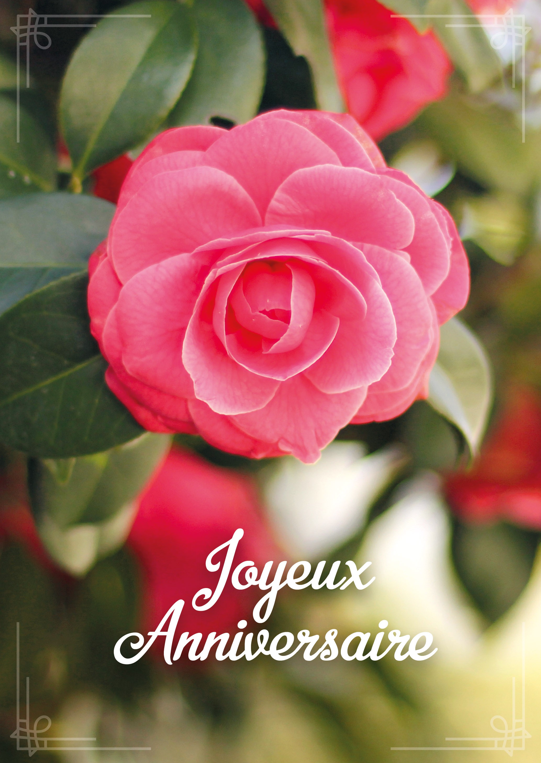 Carte avec message Gros plan sur une rose sur un bouquet(JA) - La boutique  de Nicodème
